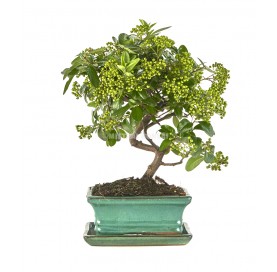 Pyracantha sp. Bonsai 7 years. Firethorn.