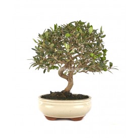 Olea europaea. Bonsai 9 years. Olive tree.