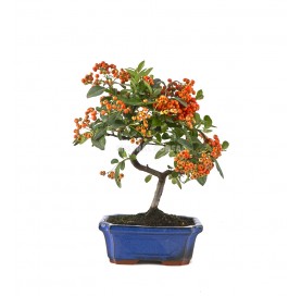 Pyracantha. Bonsái 7 años. Espino de fuego