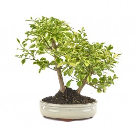 Durantha repens variegata. Bonsai 10 Jahre. Taubenbeere