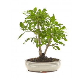 Durantha repens. Bonsai 10...