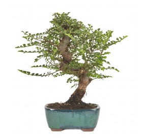 Ulmus parvifolia seiju. Bonsai 10 Jahre. Chinesische Ulme