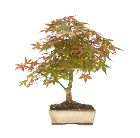 Acer palmatum deshojo....