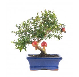 Punica granatum. Bonsai 7...