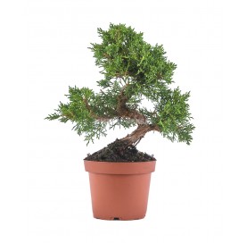 Juniperus chinensis kyushu. Prebonsai 9 Jahre. Chinesischer Wacholder.