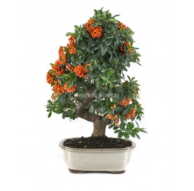 Pyracantha sp. Bonsai 15 years. Firethorn