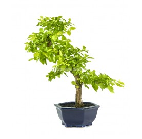 Exclusive bonsai Durantha repens 16 years. Duranta or Geisha Girl