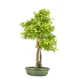 Exclusive bonsai Durantha...