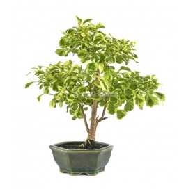 Bonsaï exclusif Durantha repens variegata 14 ans. Vanillier de Cayenne ou Durante