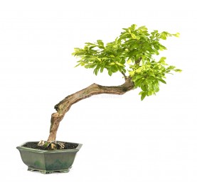 Exclusive bonsai Durantha repens 22 years. Duranta or Geisha Girl. With rock