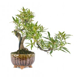 Exclusive bonsai Ficus neriifolia 16 years. Willow Leaf Fig