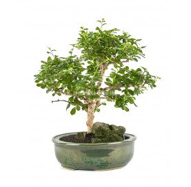 Bonsaï exclusif Carmona microphylla 18 ans. Arbre à thé, Fukien tea, arbuste scorpion. Sur roche