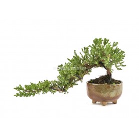 Bonsaï exclusif Juniperus procumbens 16 ans. Genévrier. Semi-cascade