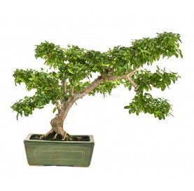 Bonsaï exclusif Ligustrum ovalifolium 21 ans. Henna ou troène