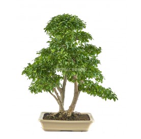 Bonsaï exclusif Ligustrum ovalifolium aurea 22 ans. Henna ou troène