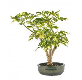 Bonsái exclusivo Schefflera...