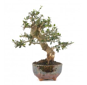 Exclusive bonsai Olea europaea sylvestris 15 years. Wild olive tree