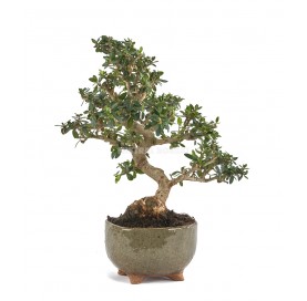 Exclusive bonsai Olea europaea sylvestris 16 years. Wild olive tree