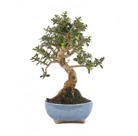 Exclusive bonsai Olea europaea sylvestris 15 years. Wild olive tree