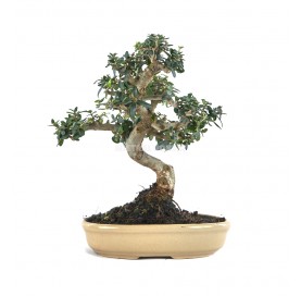 Exclusive bonsai Olea europaea sylvestris 16 years. Wild olive tree