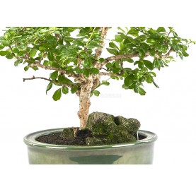 Bonsaï exclusif Carmona microphylla 18 ans. Arbre à thé, Fukien tea, arbuste scorpion. Sur roche