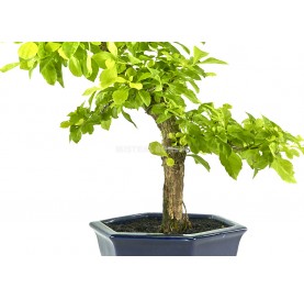 Exclusive bonsai Durantha repens 16 years. Duranta or Geisha Girl