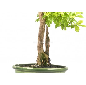 Exklusive Bonsai Durantha repens 20 Jahre. Taubenbeere