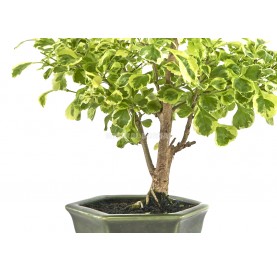 Bonsaï exclusif Durantha repens variegata 14 ans. Vanillier de Cayenne ou Durante