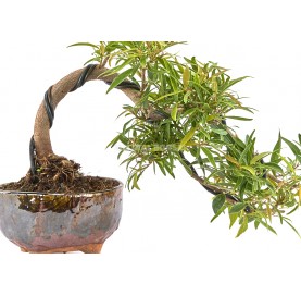 Exklusive Bonsai Ficus neriifolia 16 Jahre. Oleanderblättriger Feigenbaum