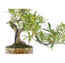 Exklusive Bonsai Ficus neriifolia 16 Jahre. Oleanderblättriger Feigenbaum