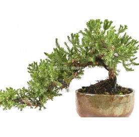 Exclusive bonsai Juniperus procumbens 16 years. Japanese garden juniper. Cascade