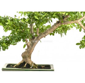 Bonsaï exclusif Ligustrum ovalifolium 21 ans. Henna ou troène