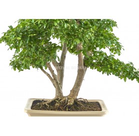 Bonsaï exclusif Ligustrum ovalifolium aurea 22 ans. Henna ou troène