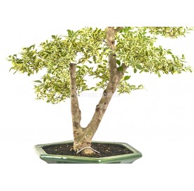 Bonsaï exclusif Ligustrum ovalifolium variegata 21 ans. Henna ou troène