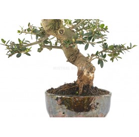 Exclusive bonsai Olea europaea sylvestris 15 years. Wild olive tree