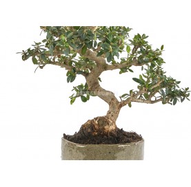 Exclusive bonsai Olea europaea sylvestris 16 years. Wild olive tree