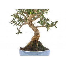 Exclusive bonsai Olea europaea sylvestris 15 years. Wild olive tree