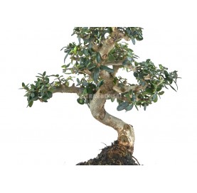 Exclusive bonsai Olea europaea sylvestris 16 years. Wild olive tree