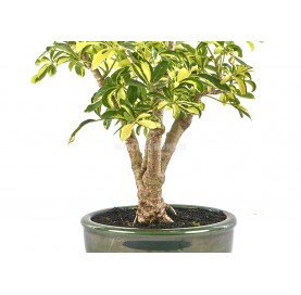 Exklusive Bonsai Schefflera arboricola variegata 17 Jahre. Strahlenaralie