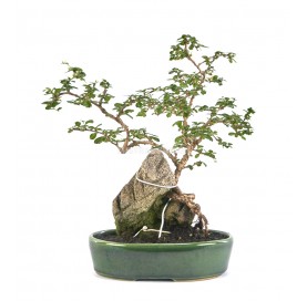 Exclusive bonsai Carmona microphylla 18 years. Oriental or Fukien Tea tree. With rock