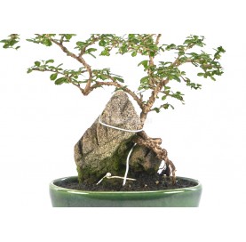 Bonsaï exclusif Carmona microphylla 18 Ans. Arbre à thé, Fukien tea, arbuste scorpion. Sur roche