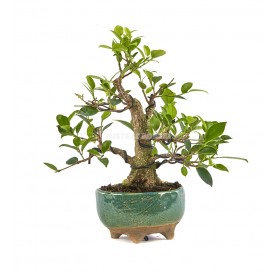 Exclusive bonsai Ficus retusa 17 years. Chinese banyan