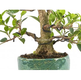 Exclusive bonsai Ficus retusa 17 years. Chinese banyan