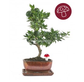 Kit Citrus myrtifolia otoño. Bonsái 7 años con plato y seta de la suerte GRATIS