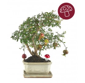 Kit Autumn Punica granatum nana. Bonsai 8 years with saucer and FREE lucky mushroom