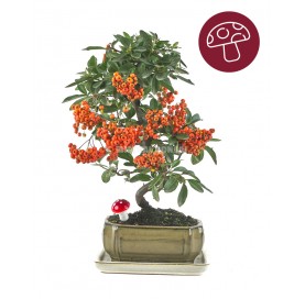 Kit Autumn Pyracantha. Bonsai 7 years with saucer and FREE lucky mushroom