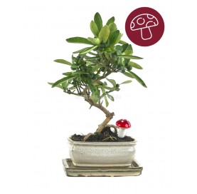 Set Citrus Kinzu Herbst. Bonsai 7 Jahre mit Untersetzer und Glückspilz GRATIS