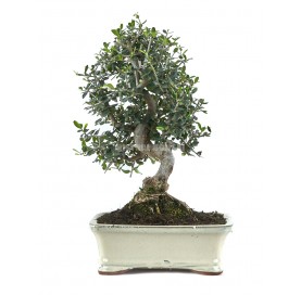 Olea europaea sylvestris. Bonsai 13 years. Wild olive tree