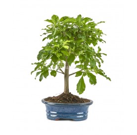 Durantha repens. Bonsai 10...