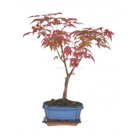 Acer palmatum deshojo. Bonsai 7 Jahre. Japanischer Fächerahorn